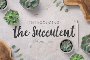 The Succulent Trio: A Guide to Smart Choices and Better Results
